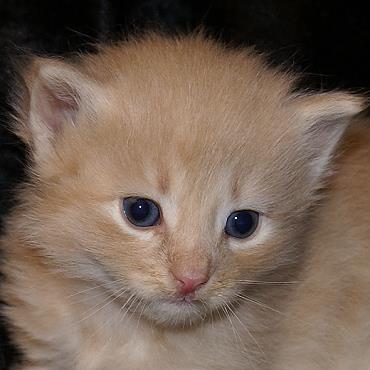 Sibirische Katzen Floris von der Gronau